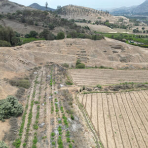 Vista lateral de Cardal